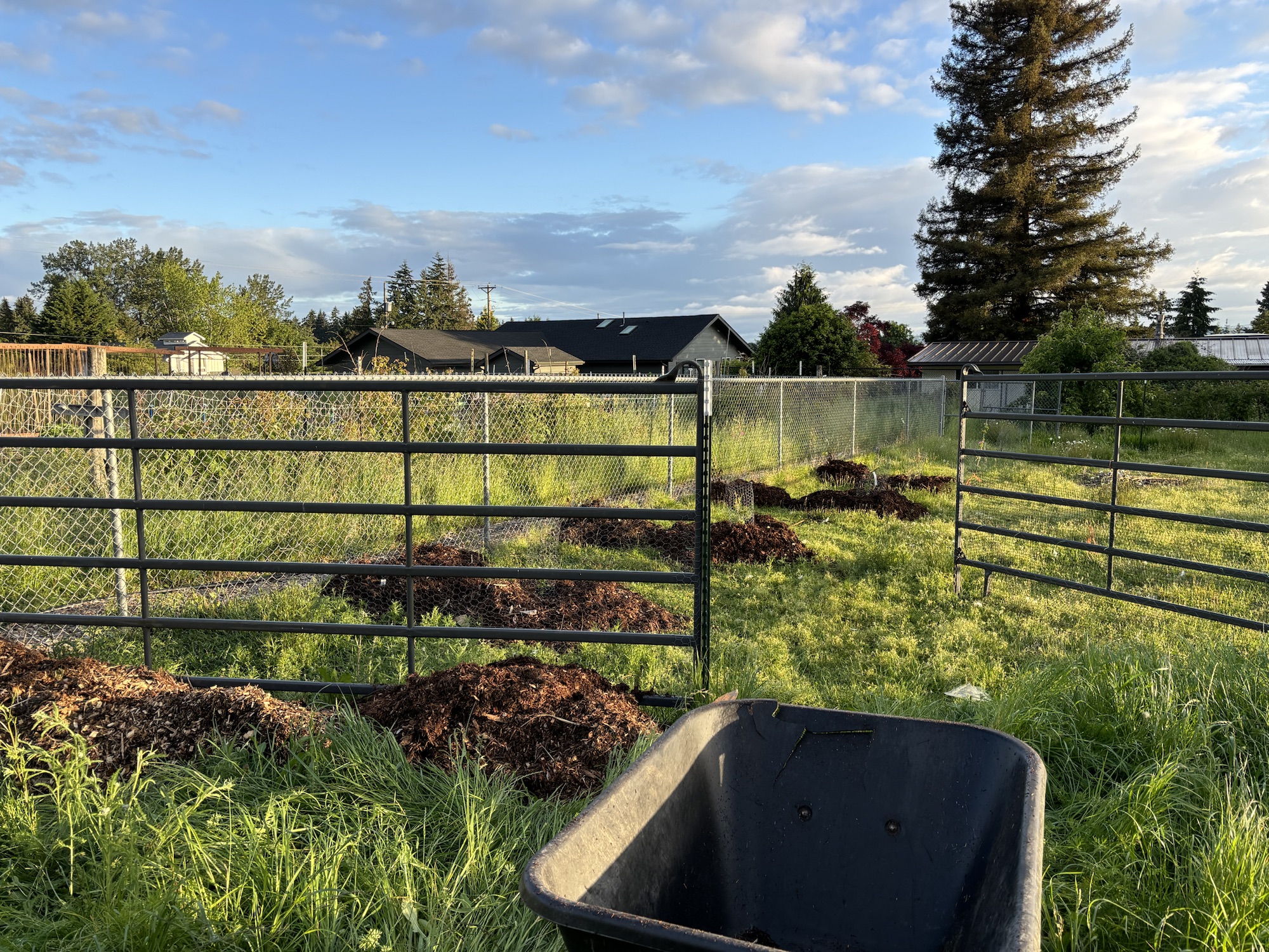Mulching the Orchard