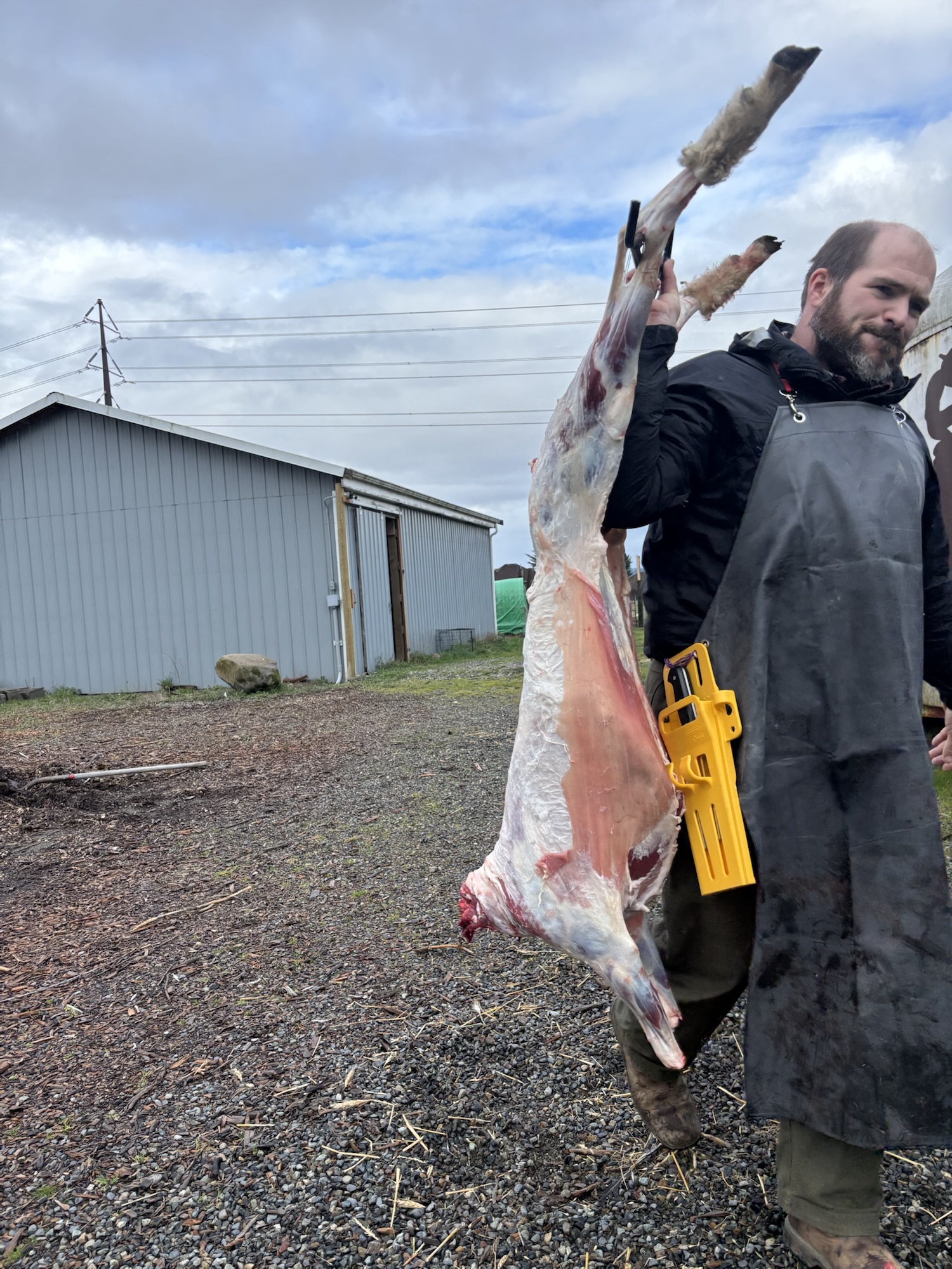 Slaughter day: Sheep. – Little Farm in the Big City