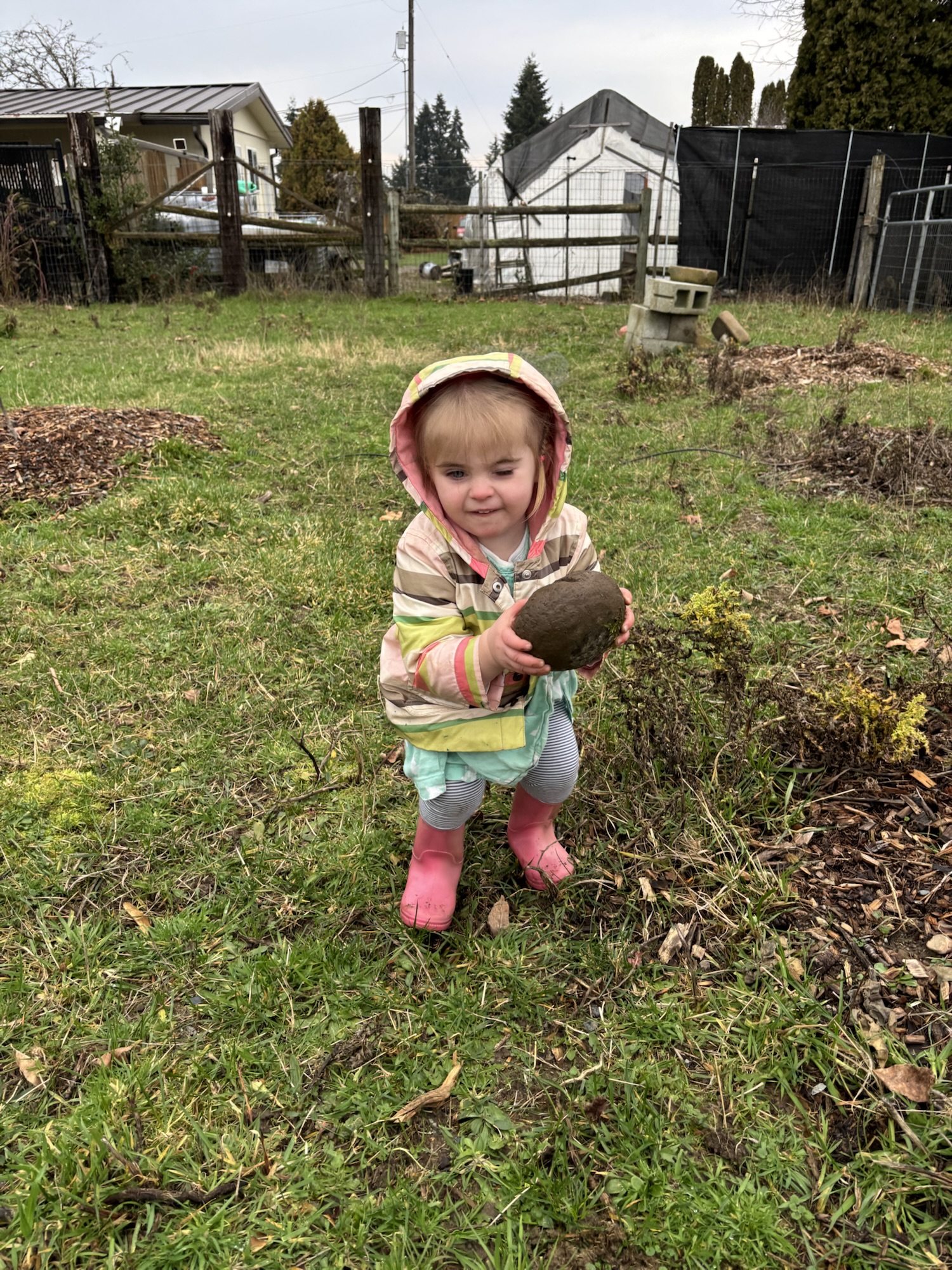 Willow/Witch Hazel/Orchard update