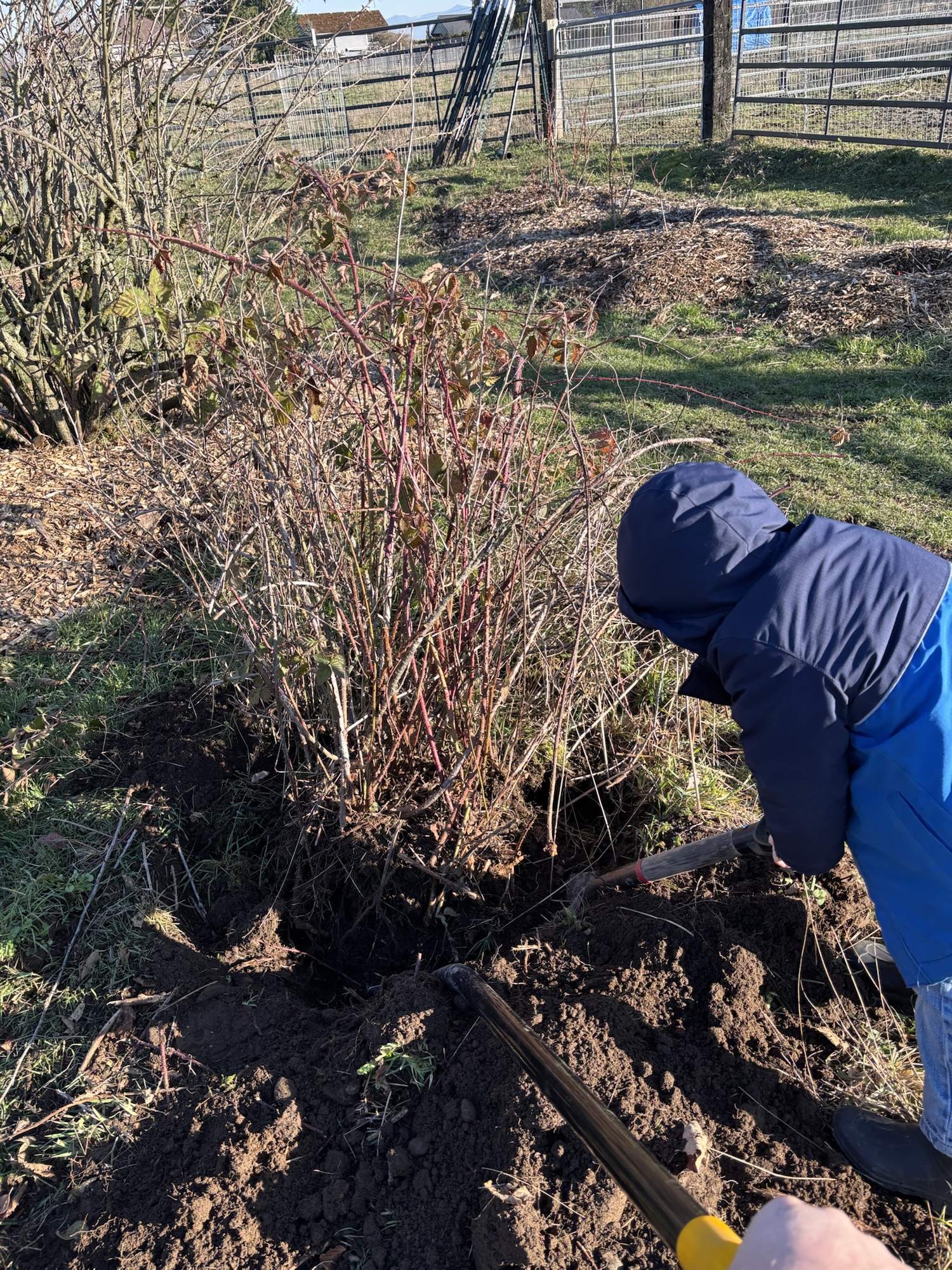 Blackberry Pruning