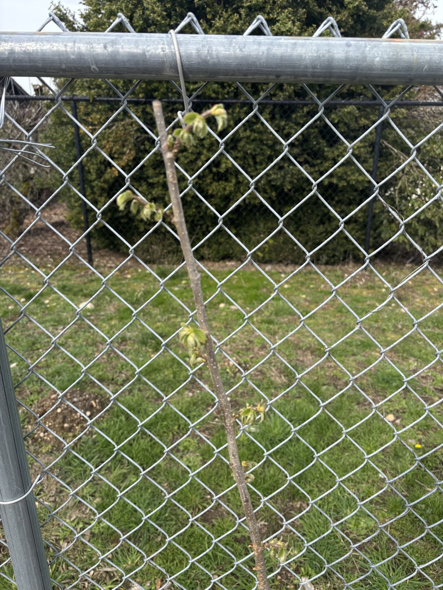 Spring is Springing!