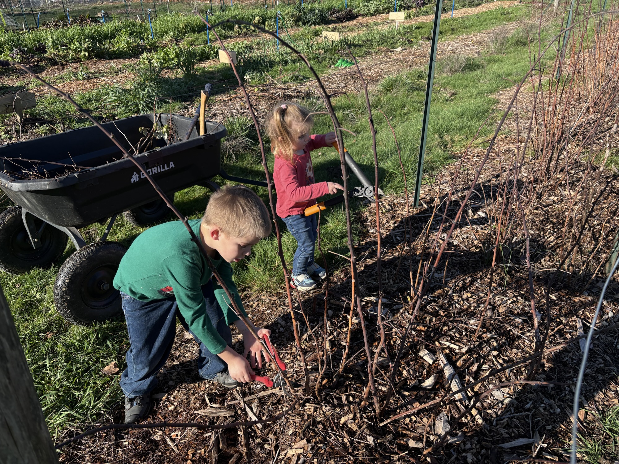 Pruning 2026: Part 1 Pruning 2026: Part 1