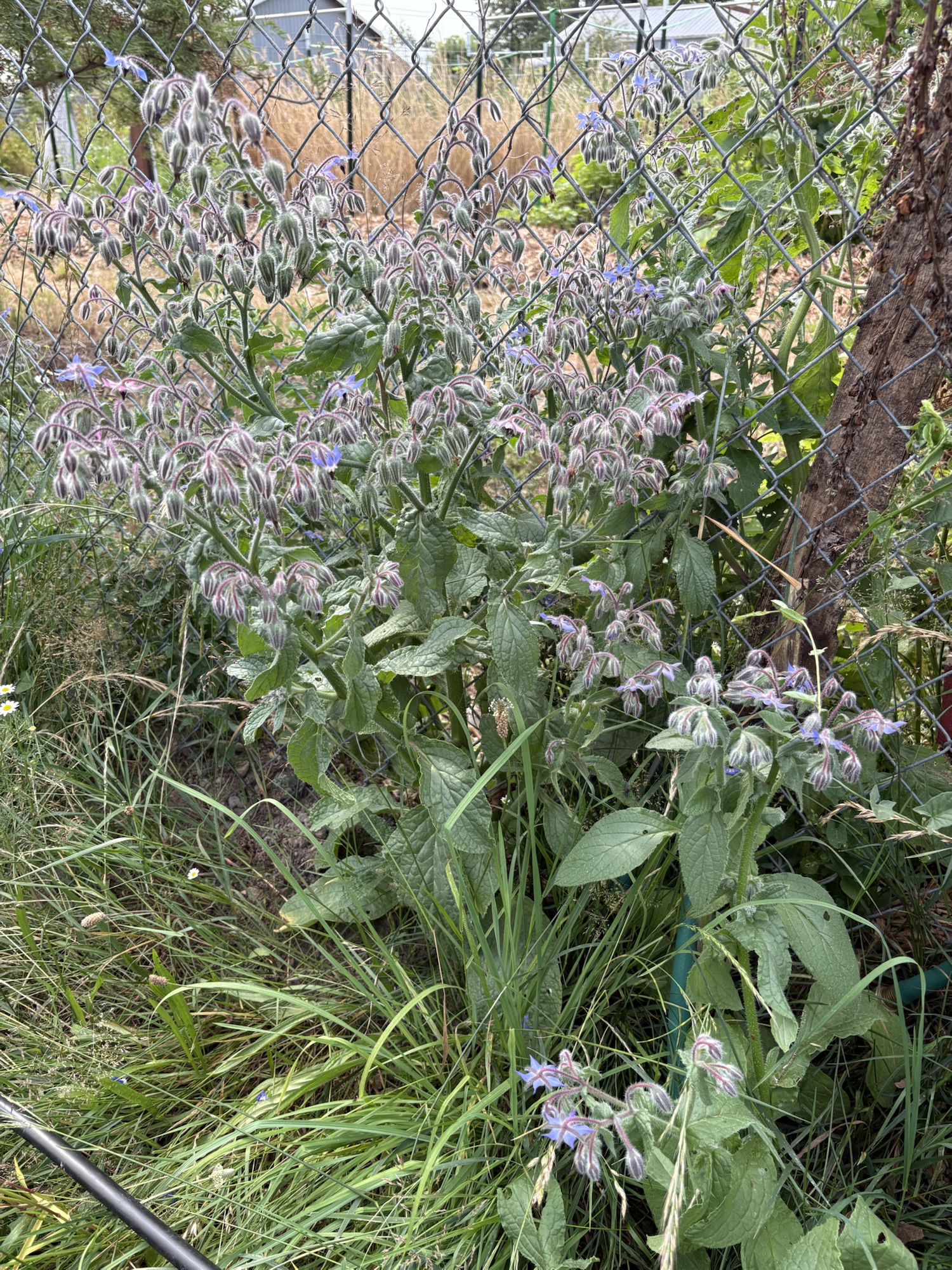 Thank God for&nbsp;Weeds?