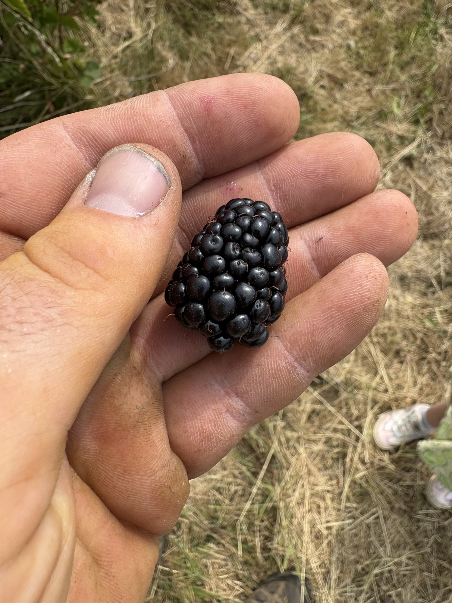 Blackberries are on