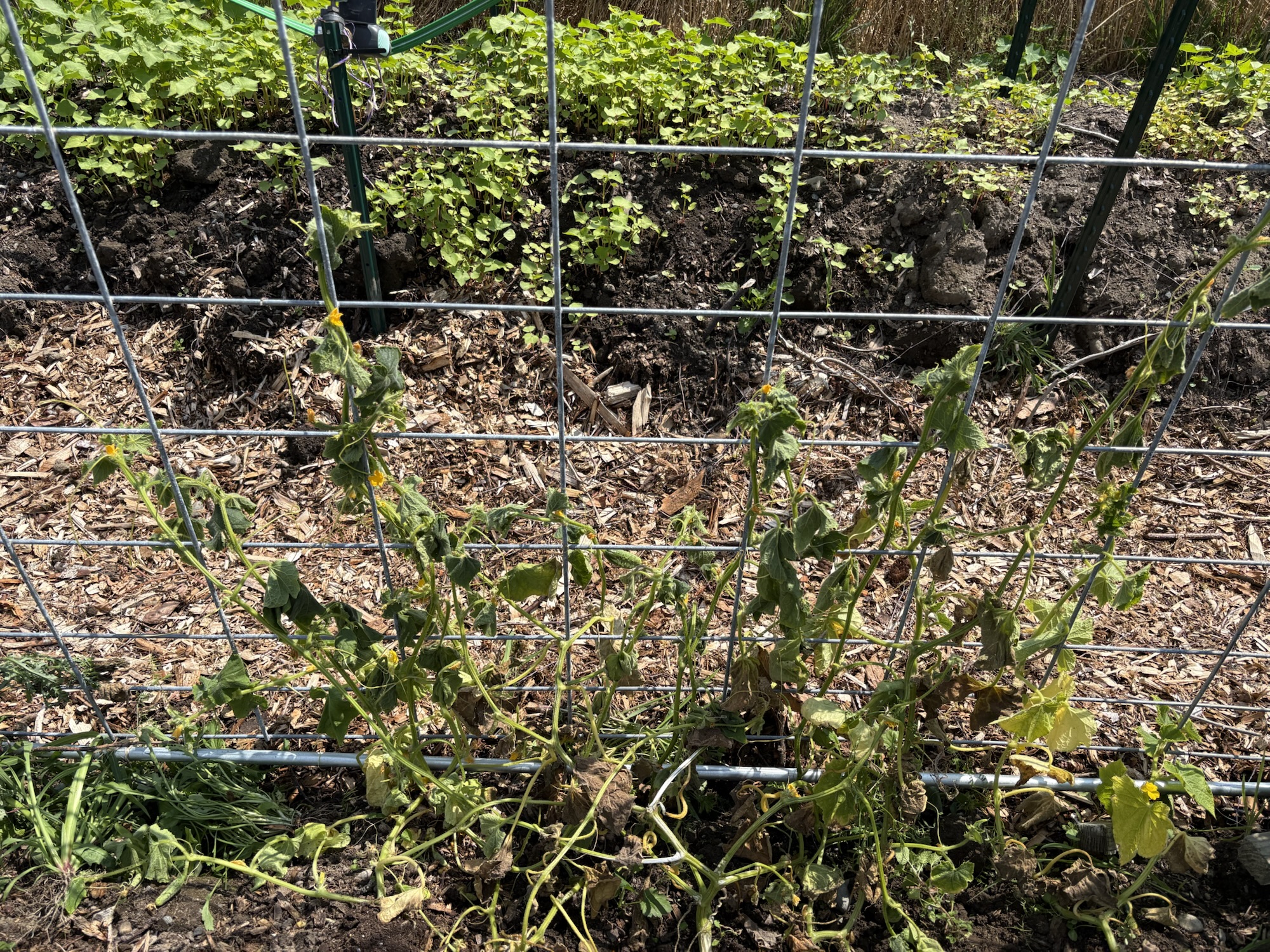 Cucumber, Hubbard and&nbsp;Crabapple