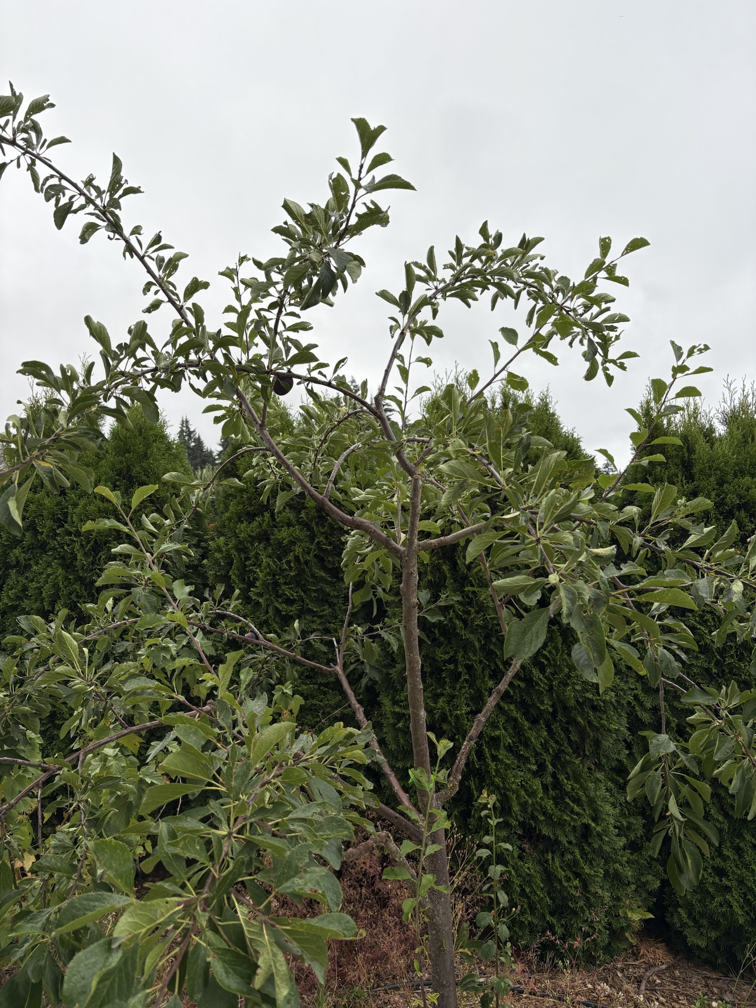 Plums