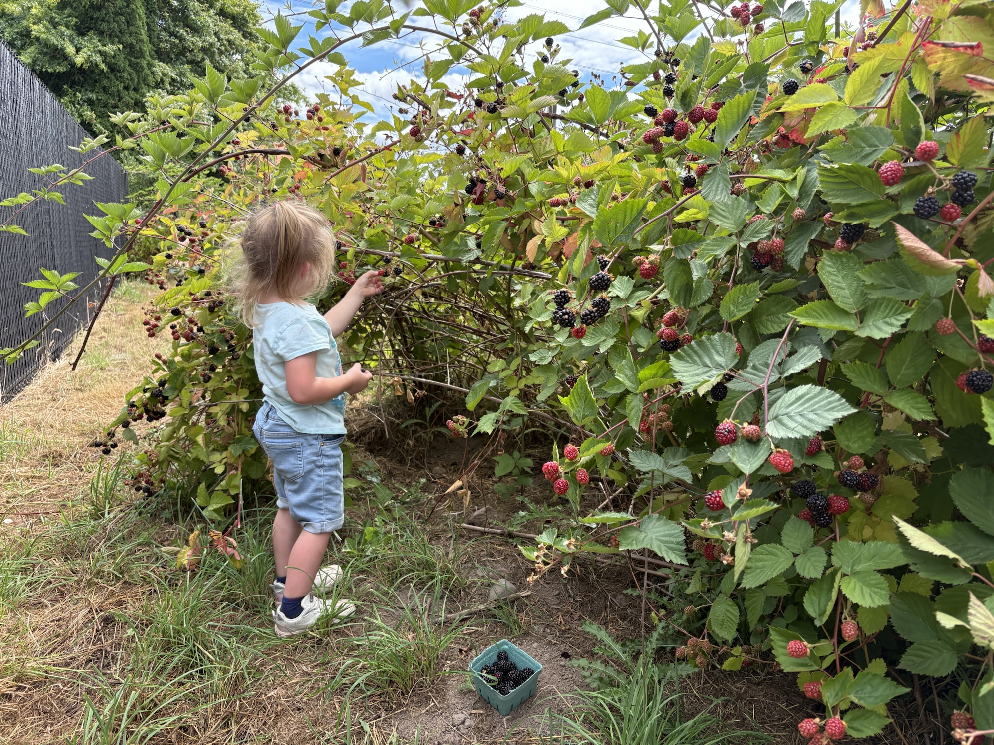 Blackberries